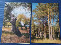 Delcampe - KAZAKHSTAN. Semipalatinsk City, Kazakh Trees,  1970s - Bäume