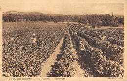 CPA 16 AU PAYS DU COGNAC AU VIGNOBLE VENDANGES - Sonstige & Ohne Zuordnung