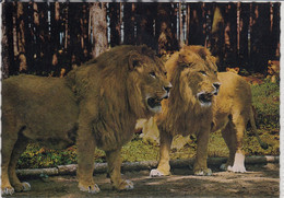 GÄNSERNDORF - Safari Park, Löwen, Lions, Leu, Leoni - Gänserndorf