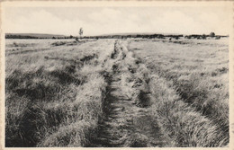 Région MALMEDY  WAIMES  HAUTES FAGNES - Waimes - Weismes