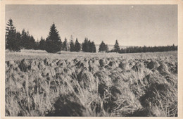 Région MALMEDY  WAIMES HAUTES FAGNES - Waimes - Weismes