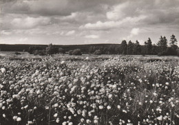 Région MALMEDY  WAIMES HAUTES FAGNES - Weismes