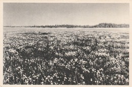 Région MALMEDY  WAIMES HAUTES FAGNES - Weismes