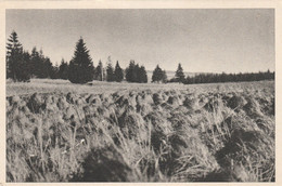 Région MALMEDY  WAIMES HAUTES FAGNES - Weismes