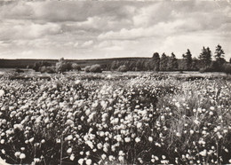 Région MALMEDY  WAIMES HAUTES FAGNES - Weismes