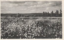 Région MALMEDY  WAIMES HAUTES FAGNES - Weismes