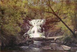 CPSM Beedelup Falls,Pemberton-Australia-Beau Timbre      L684 - Autres & Non Classés