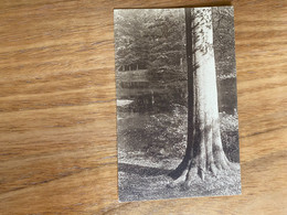 Foret De Soignes Boitsfort - Un Geant De La Forêt - Etang Des Enfants Noyés - Watermael-Boitsfort - Watermaal-Bosvoorde