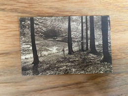 Foret De Soignes Boitsfort - Etang De L'Ermite (vallon De La Vuylbeek) - Watermael-Boitsfort - Watermaal-Bosvoorde