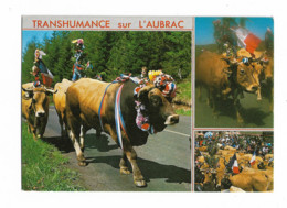 ( 48  ) MONTS D'AUBRAC LA TRANSHUMANCE - Aumont Aubrac