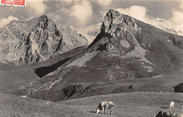 Adelboden Amertenspitz U. Regenbolshorn . Kuhe - Adelboden