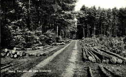 Norg Een Van De Vele Boslanen  DRENTHE HOLLAND HOLANDA NETHERLANDS - Norg