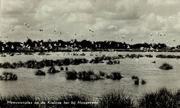 Meeuwenplas Op De Kralose Hei Bij Hoogeveen    DRENTHE HOLLAND HOLANDA NETHERLANDS - Hoogeveen