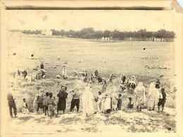 080621A - PHOTO ANCIENNE 1911 - ALGERIE SETIF La Moisson Travaux Agricoles - - Sétif