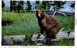 U.S.A. < BEAR ON A LOG.  YELLOWSTONE NATIONAL PARK - Yellowstone