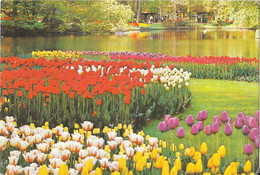 Keukenhof LISSE - Lisse