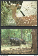 Deutschland 2 Ansichtskarten Heimat-Tierpark Kunsterspring Neuruppin, Gesendet 2000 Mit Briefmarken - Neuruppin