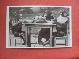 RPPC Monkeys At Dinner Table Zoo Budapest   >  Ref  4970 - Ohne Zuordnung