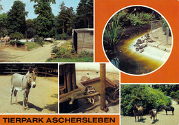 Tierpark Aschersleben, Germany - Donkey, Raccoon, Tortoises, Ponies - Aschersleben