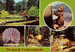 Tierpark Ueckermünde, Germany - Wasserfowl Enclosure, Bear, Peacock Statue, Dromedary, Llama - Ueckermuende