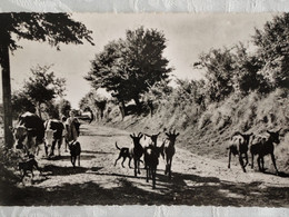 CPSM Bué-en-Sancerrois - Troupeau De Chèvres - 1955 - Sonstige Gemeinden