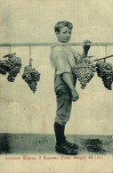 AUSTRALIA - SOUTH AUSTRALIA - ADELAIDE GRAPES, 4 BUNCHES - TOTAL WEIGHT 46 LBS. - VINTAGE ORIGINAL POSTCARD  AUSTRALIA - Adelaide