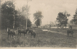 CPA - Saint-Rémy-les-Chevreuse  - Haras Du Petit Coubertin - La Prairie - St.-Rémy-lès-Chevreuse