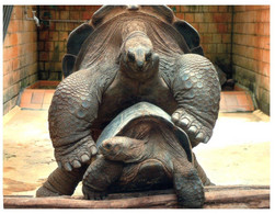 (RR 28) Zoo Tortoise (having Fun - Sex) Posted From Germany To Australia - Turtles