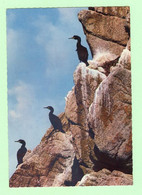 R758 - Cormorans à La Réserve D'oiseaux Du Cap SIZUN - Beuzec-Cap-Sizun