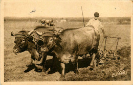 Landes * Paysage Landais * Attelage De Boeufs * Travaux Aux Champs * Attelage Boeufs Labourage Labour Paysan Agriculture - Altri & Non Classificati