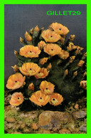 PRICKLY PEAR CACTUS IN BLOOM - THE PLATYOPUNTIA - WRITTEN - SOUTHWEST POST CARD CO - - Cactusses