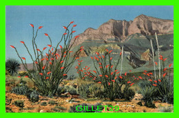 CACTUS - OCOTILLO CACTUS ALSO CALLED CANDLEWOOD - COACH-WHIP VINE CACTUS - WRITTEN - SOUTHWEST POST CARD CO - - Cactusses