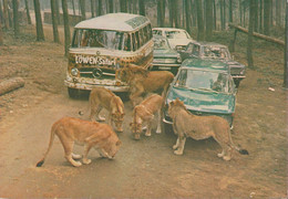 D-52511 Geilenkirchen - Tüddern - Großwild-Auto-Safari - Löwen - Cars - Opel Kadett - BMW - Mercedes Bus O319 - Geilenkirchen