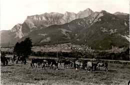 Maienfeld - Pferdeweide Mit Falknis * 6. 9. 1960 - Maienfeld