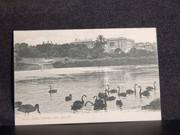 Australia Adelaide Torrens Lake Black Swans__(10745) - Adelaide