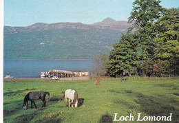 Loch Lomond, The Peak Of Ben Lomond From Tarbet - Dunbartonshire