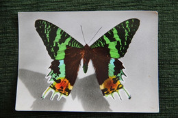 PAPILLON - URANIA RIPHEUS ( MADAGASCAR) - Papillons