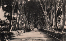 Ismaïlia - Rue Des Forêts - Carte N° 185 Non Circulée - Ismailia