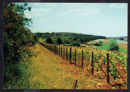 TORGNY - Les Vignes - Non Circulé - Not Circulated - Nicht Gelaufen. - Rouvroy