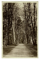 Ref 1489 - 1951 Postcard - Grand Avenue Savernake Forest Marlborough - Wiltshire - Andere & Zonder Classificatie