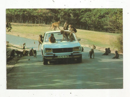 Cp , Automobiles , 504 PEUGEOT , Babouins En Liberté , Safari Parc Du Haut Vivarais,écrite 1975 - PKW