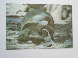 D180250    Zoologico Nacional Cuba  - ZOO -  Tortue Des Galapagos  - Galapago - Testudo Vicina -Turtle  -Tortois - Tortues