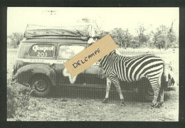 Peugeot - Le Cap - Alger- Paris Charles De Cortance Et André Mercier En 1950 - Zèbre - Zebre