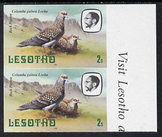 Lesotho 1981 Rock Pigeon 2s Def In U/m Imperf Pair* (SG 438) - Lesotho (1966-...)