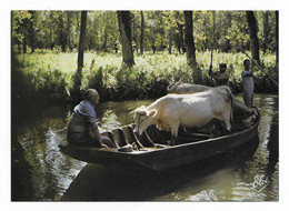 CPM Folklore Marais Poitevin Transport De Vache En Barque Seul Accès D' Un Pâturage à Un Autre -10/15 Cm Ed Elcé - Poitou-Charentes