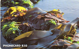 SOUTH AFRICA - CHIP CARD - MARINE FLORA - Südafrika