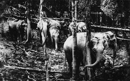 ¤¤  -   MALAISIE   -    Carte-Photo   -  Eléphants    -   ¤¤ - Malaysia