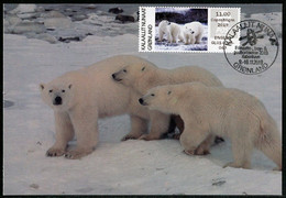 GREENLAND GROENLAND (2019) - Carte Maximum Card ATM - Polar Bear, Der Eisbär, Ours Blanc (Ursus Thalarctos Maritimus) - Cartes-Maximum (CM)