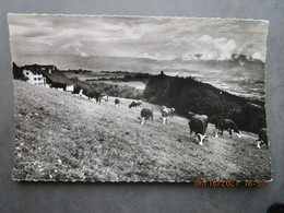 CP 74 Haute Savoie  SAINT CERGUES Les VOIRONS  - Maison D'enfants MONT JOIE  Le Massif Des Voirons,  Les Vaches 1950 - Saint-Cergues