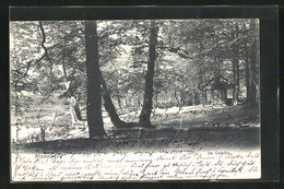 AK Pinneberg, Blick In Den Wald - Pinneberg